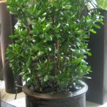 Plant Jade 4′-1