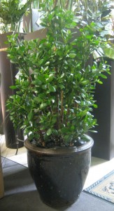 Plant Jade 4'-1