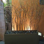 Plant Willow in 39inch bronze planter box 5’H