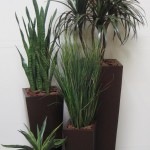 Plant set of 4 grouping-1