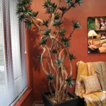 Tree Black Agave on dragon wood in 20in bronze 8’H