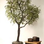 Tree Black Olive on manzanita 8′