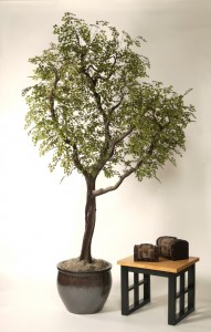 Tree Black Olive on manzanita 8'