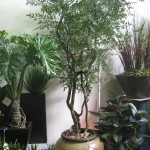 Tree Nandina 8′ on dragon wood